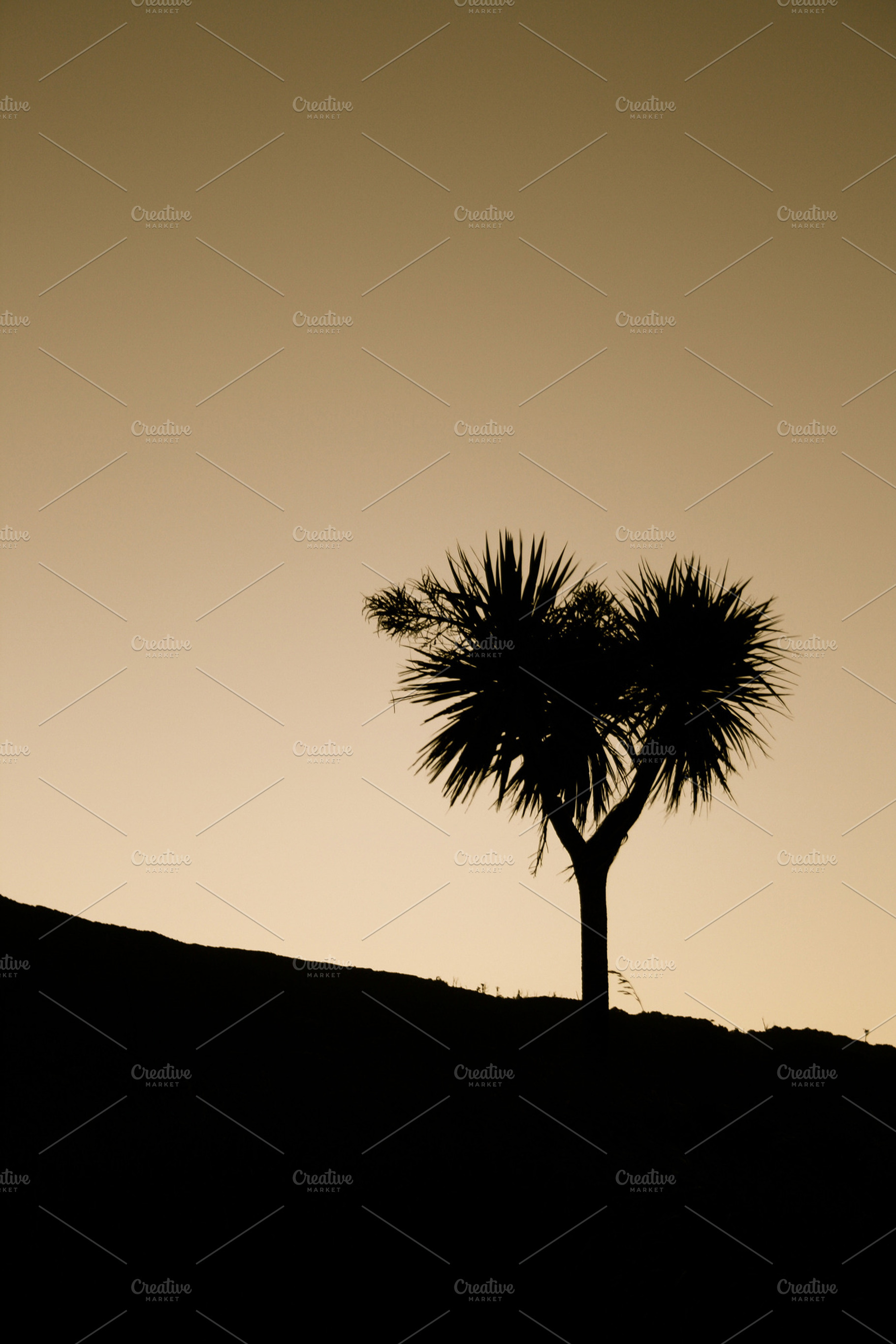 Kiwi Tree