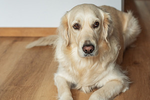 Golden retriever dog resting on wooden floor inside home, an Animal Photo by Olena Rudo