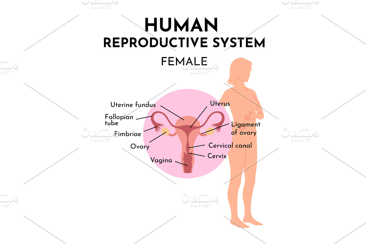 The female reproductive system, a Healthcare Illustration by Things for designers