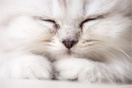 White adorable cat portrait closeup containing cat, kitten, and unusual, an Animal Photo by sergey.krotov