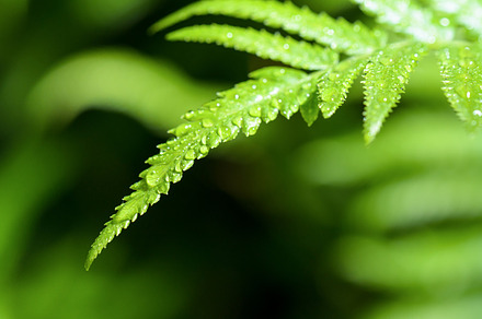 Water drops on green fern stock photo containing fern and closeup, a Nature Photo by yongkiet jitwattanatam