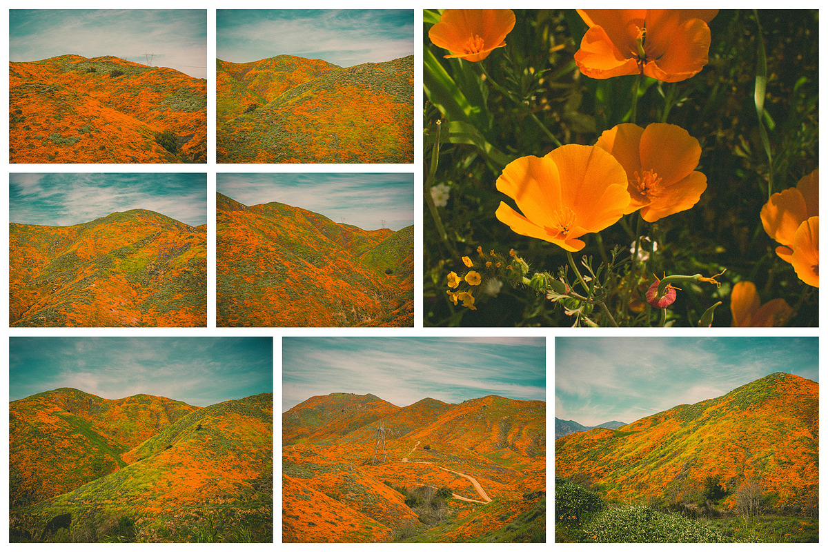 California Poppies Photo Bundle, a Nature Photo by Megs Lang (Photo 6 of 6)