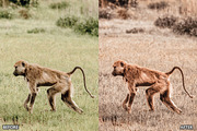 Moody Brown Lightroom Presets, a Preset Add-On by AAA Presets (Thumbnail 6 of 22)