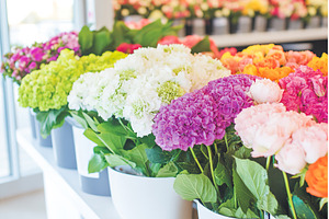 Assorted fresh blossoms arranged in, a Nature Photo by Lermont51