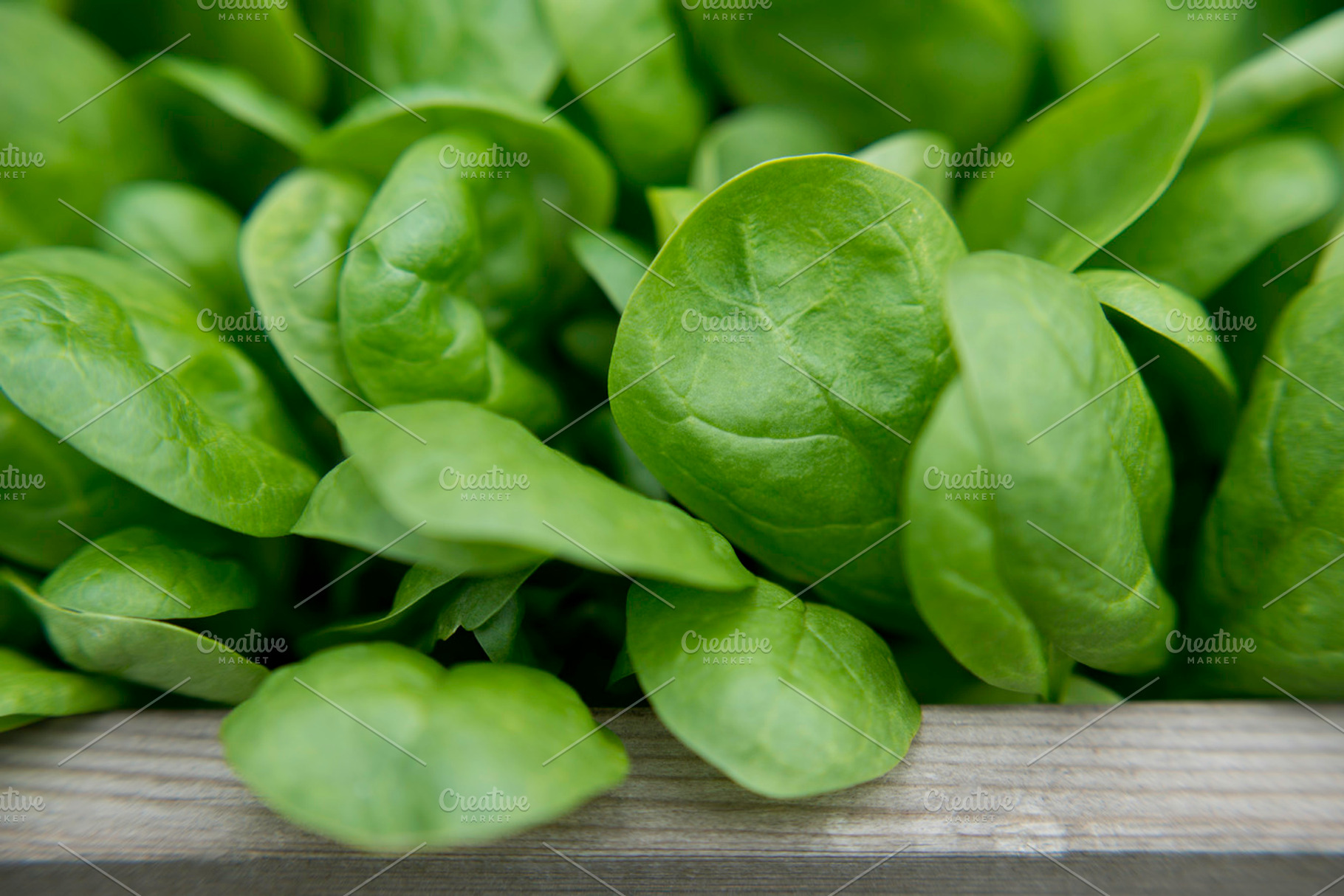 Lettuce stock photo containing wholesome and organic