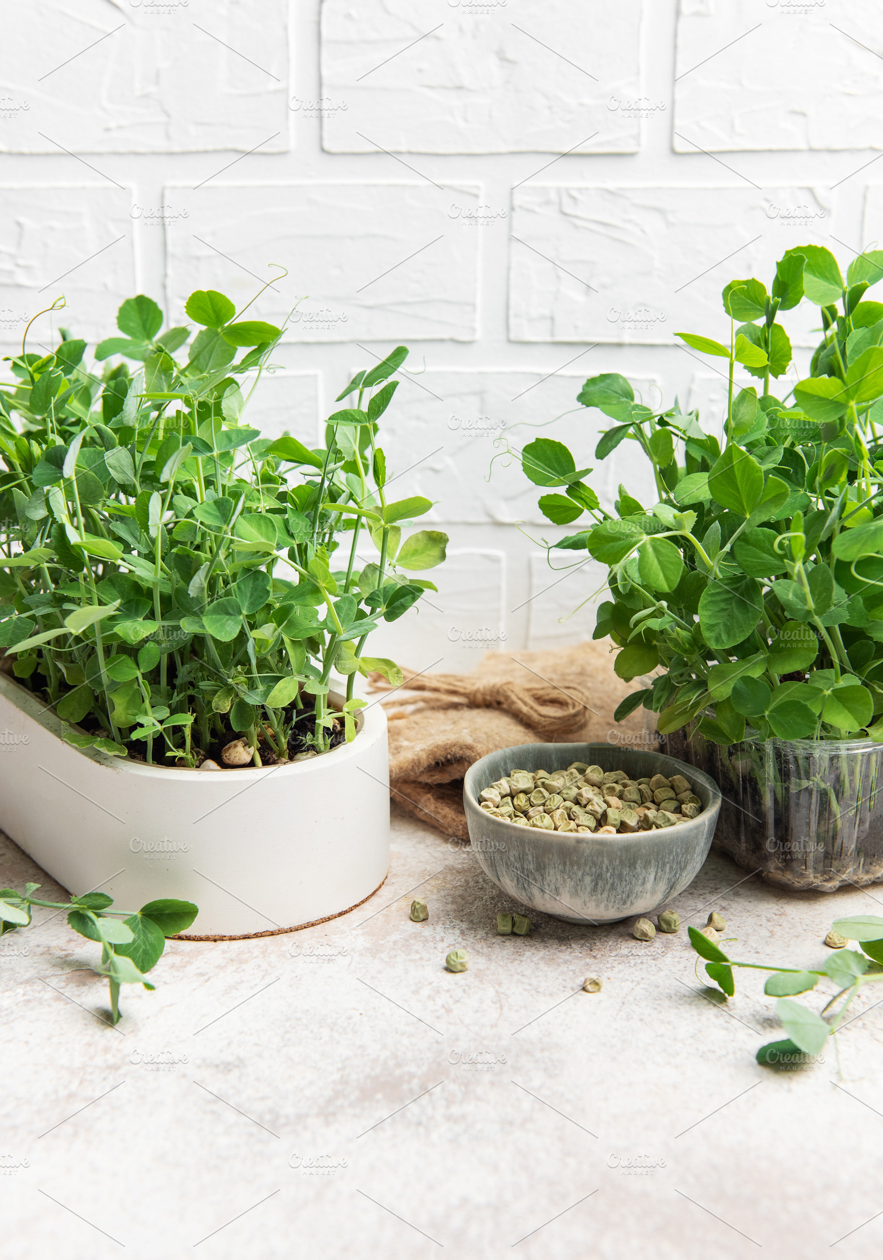 Microgreens growing in pots with seeds in a bowl on a table, a Food & Drink Photo by Olena Rudo