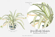 House Plants Collection, a Graphic by SmallHouseBigPony (Thumbnail 15 of 18)