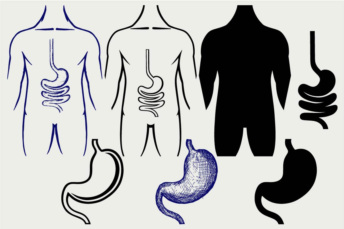Human digestive system SVG, an Outline Icon by LineworkStock