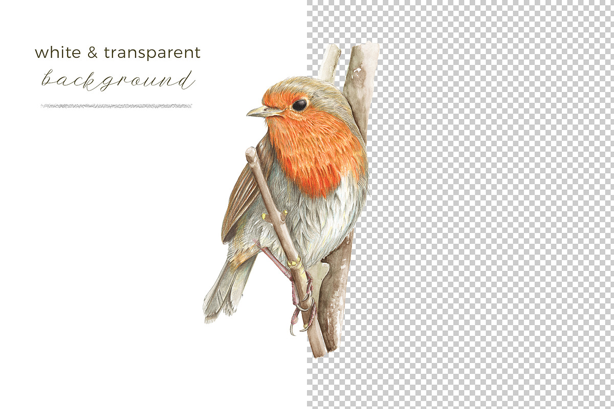 Beautiful Hand-painted Red Robin, a Decorative Illustration by Miriam Figueras (Photo 2 of 4)