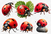 Watercolor Spring Ladybug Clipart, an Illustration by Designworld (Thumbnail 5 of 6)