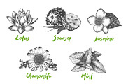 Set of 44 organic food objects, a Decorative Illustration by Akimo Mia (Thumbnail 8 of 10)