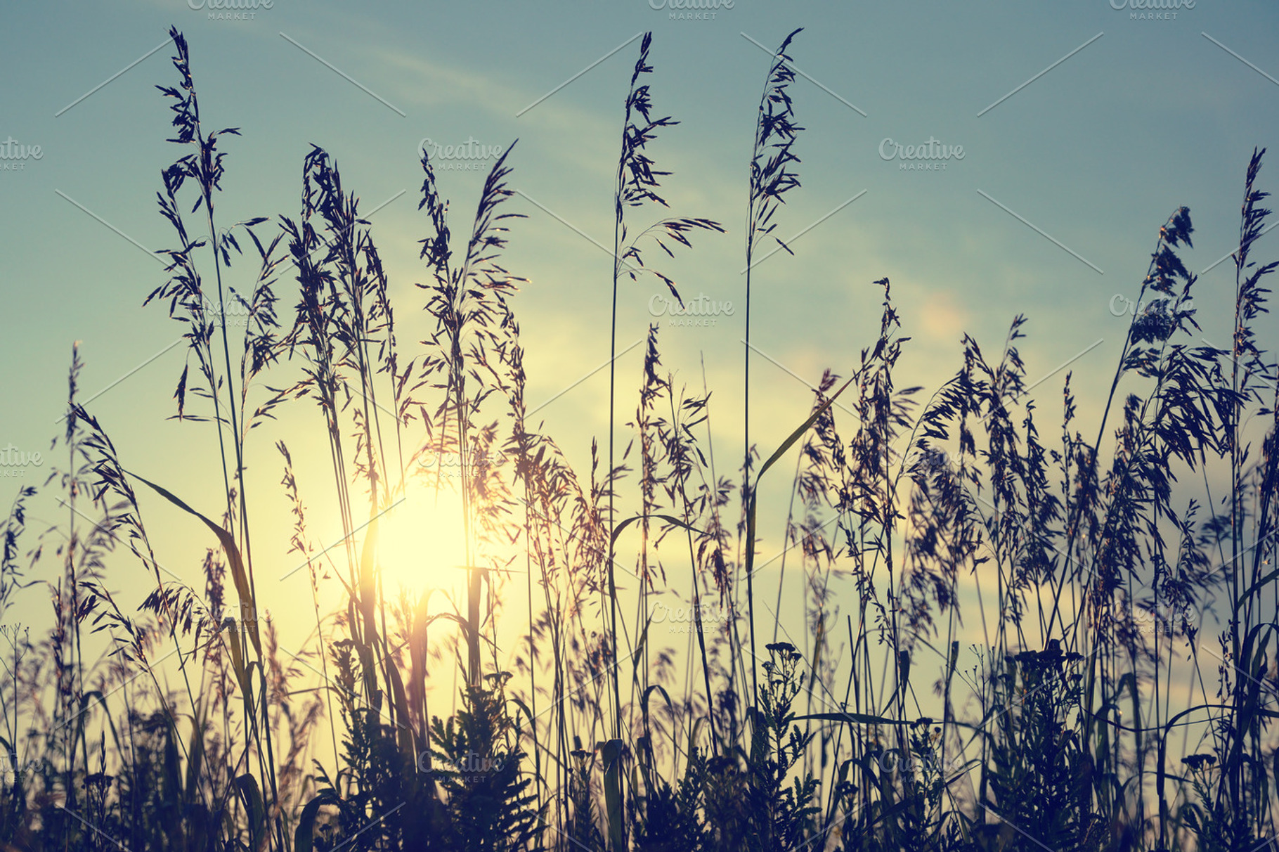 Silhouettes Of Grass On Sunset