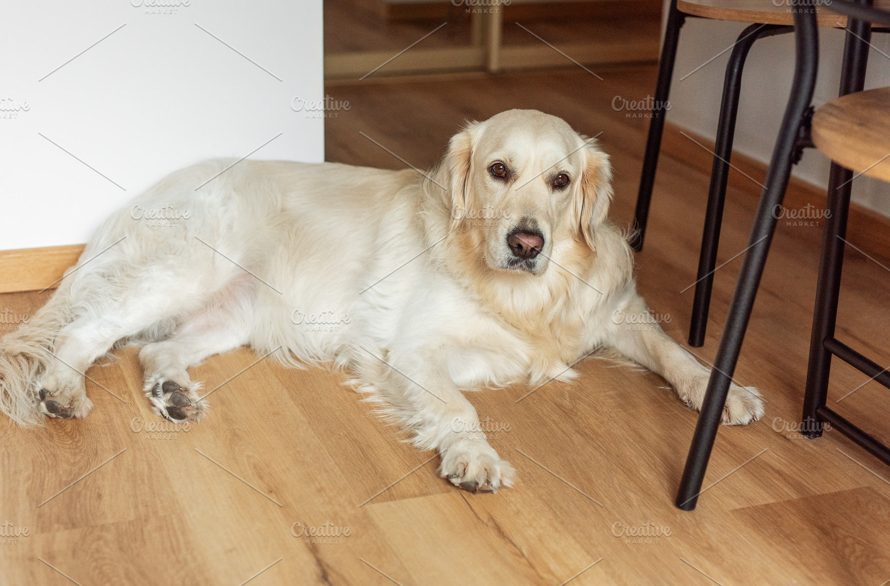 Golden retriever dog lying calmly on indoor wooden floor, an Animal Photo by Olena Rudo