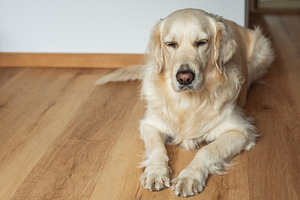 Golden retriever dog relaxing on wooden floor indoors, an Animal Photo by Olena Rudo