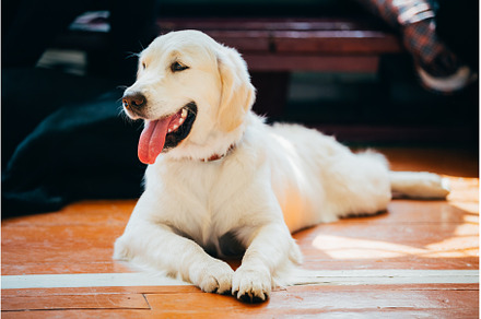 Close Up Young White Golden Labrador, an Animal Photo by Our Amazing World