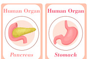 Human Organs Flash Cards, a Card Template by DigitalsDesigns (Thumbnail 3 of 4)