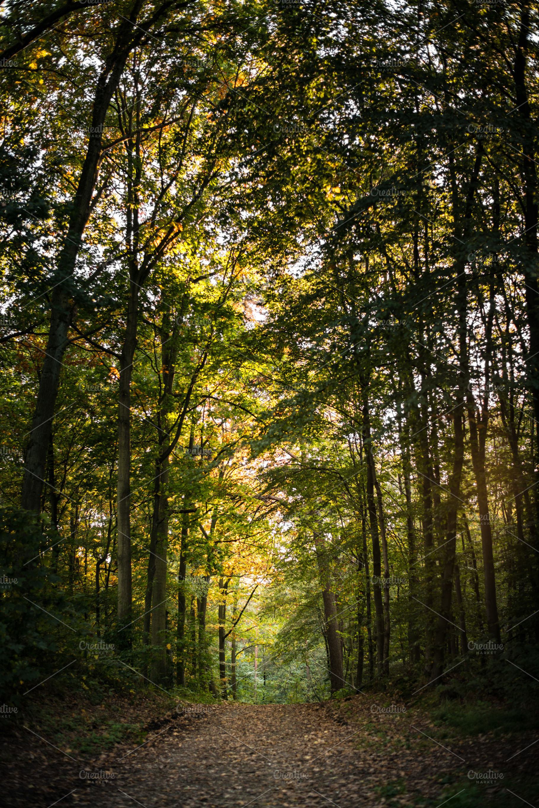 Forest path containing autumn, season, and nature, a Nature Photo by Screeny's Photo Bucket