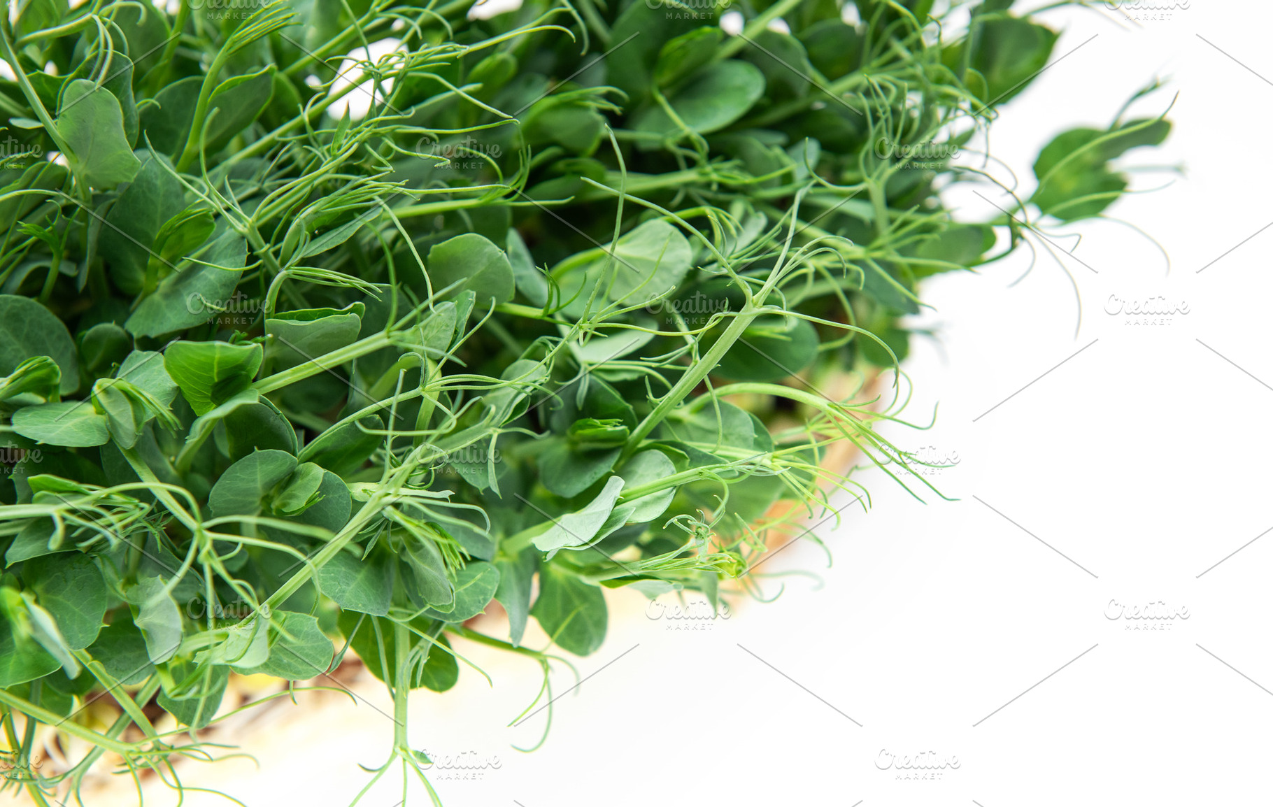 Fresh green pea shoots growing, organic microgreens food, a Food & Drink Photo by Olena Rudo