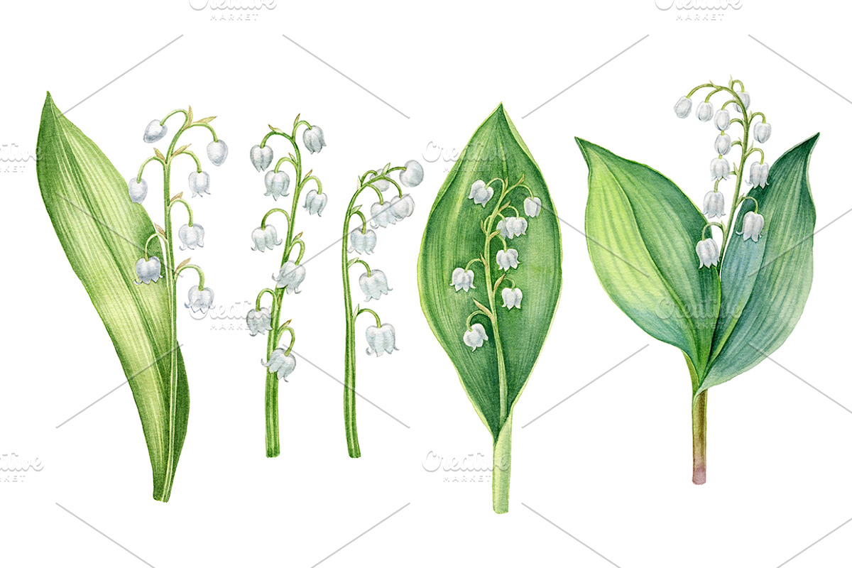 Lily of the valley, an Illustration by Watercolor life (Photo 3 of 4)