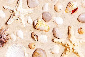 Various seashells and stones stock photo containing sand and shell