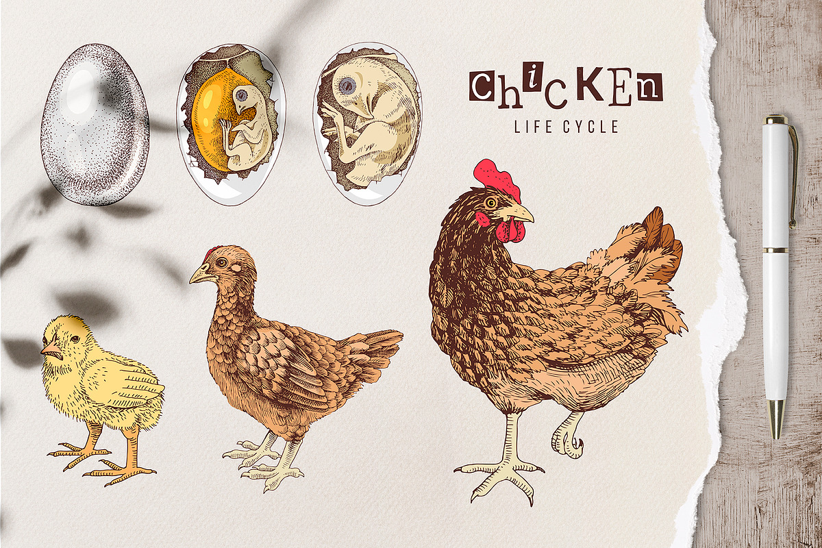 Hand drawn chicken life cycle, an Animal Illustration by handsketched (Photo 1 of 7)