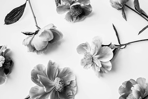 Elegant Peonies in Black and White