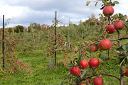 Fall Apple Picking - 10 Stock Photos, a Nature Photo by RIK Photography (Thumbnail 6 of 8)