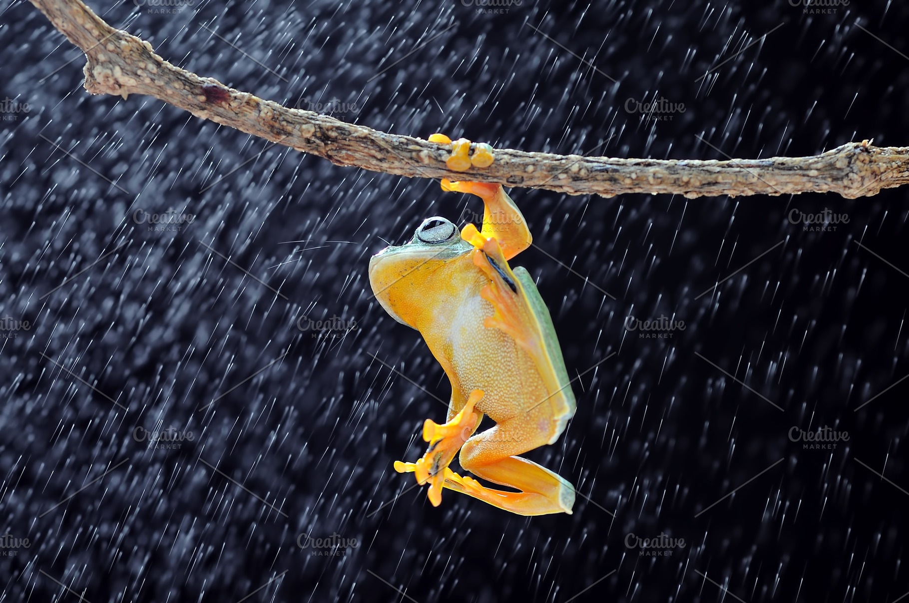Flying frog frogs tree frog containing flying frog, frogs, and tree ...