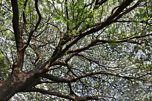 Tree branch, a Photo by saiko3p