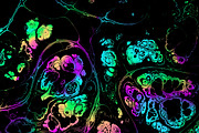 Acid psychedelic textures 50 Pack, a Texture Graphic by tkdesign (Thumbnail 44 of 50)