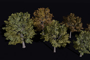 The Siberian Elm Tree, a Plants & Tree 3D Model by FuturePastCreatives (Thumbnail 1 of 8)