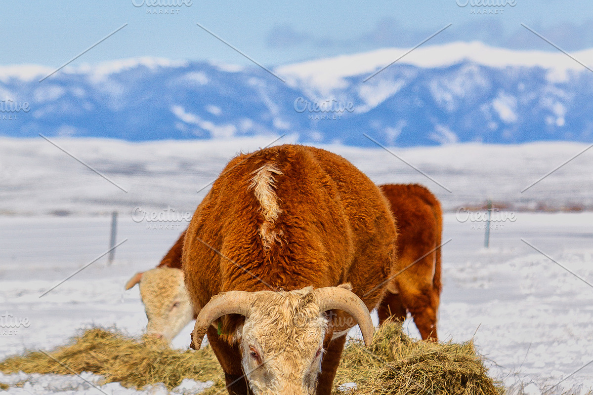 Hereford Cattle - Vertical, an Animal Photo by RodeoPixels WesternImage (Photo 2 of 2)