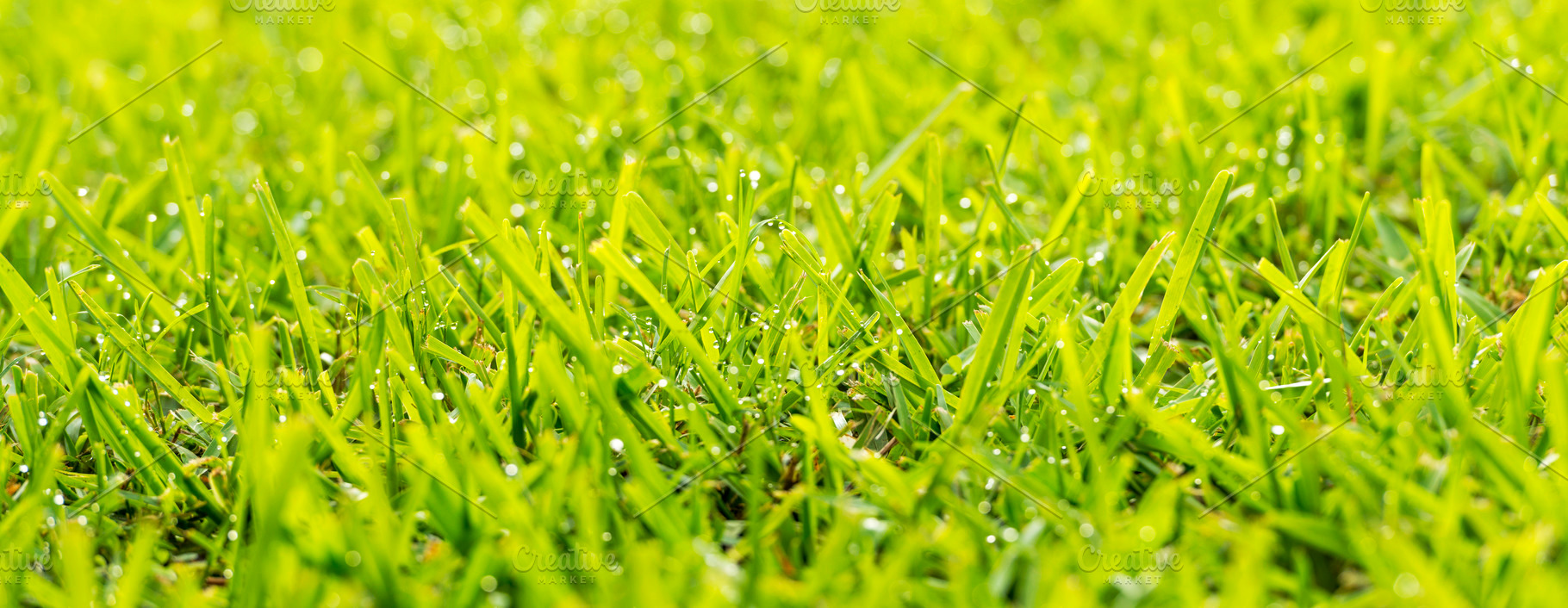 Grass Dew Drops, a Nature Photo by THP Creative