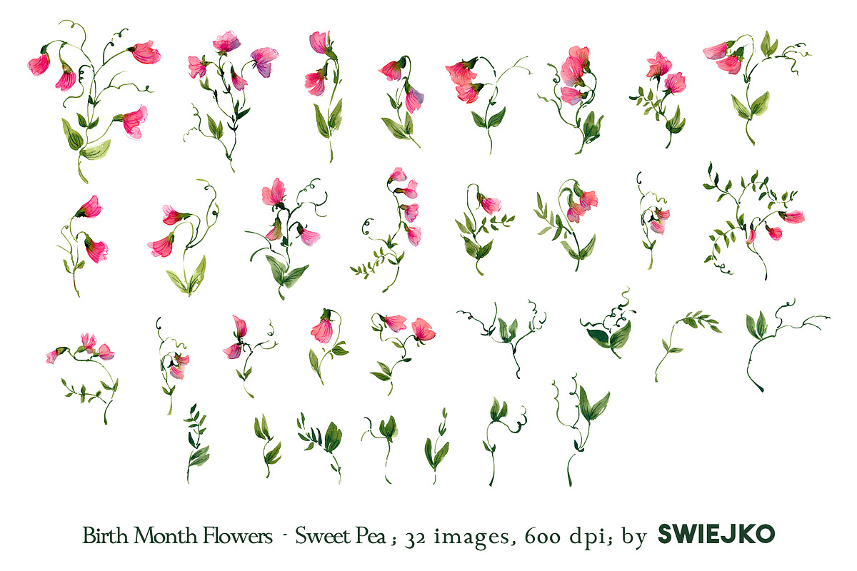 Sweet Pea clipart, birthmonth flower, a Decorative Illustration by swiejko (Photo 2 of 5)