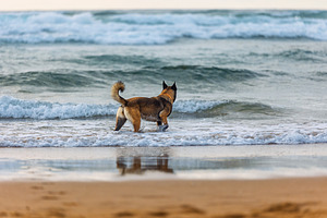 Belgian Malinois walking on the beac, an Animal Photo by Perpis