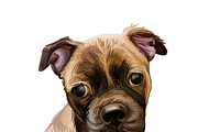 Dogs Cross Breeds 56 Animals Bundle, an Animal Illustration by Dneprstock (Thumbnail 11 of 55)