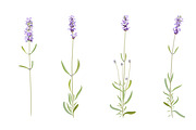 Vector object brushes. Lavender, a Brush Add-On by Peolla (Thumbnail 8 of 13)