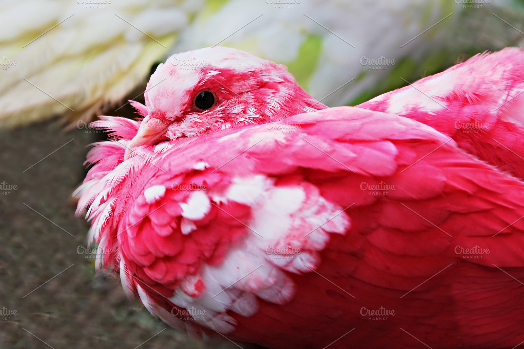 Red pigeon, a Photo by saiko3p