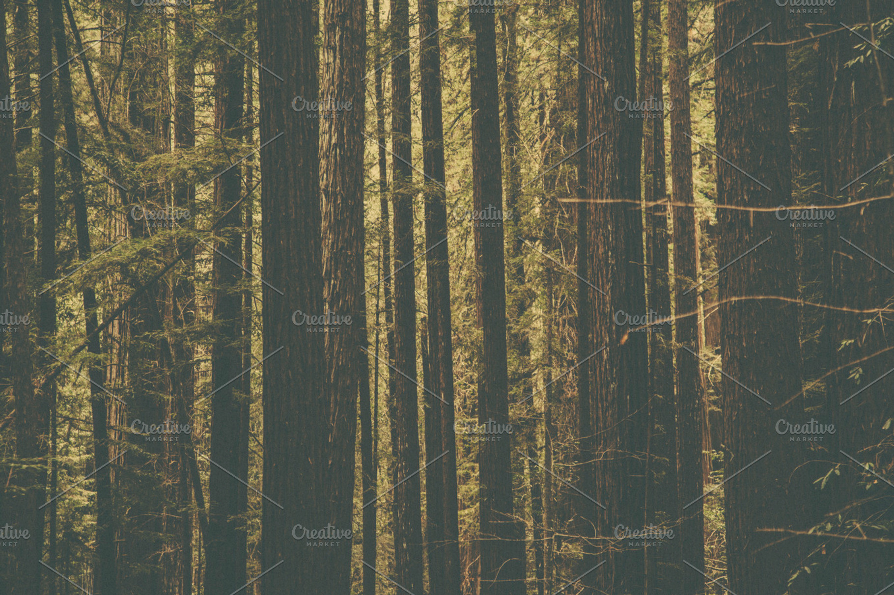 Red wood trees containing california, red wood, and trees