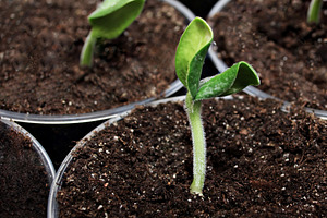 Sprouts, a Photo by saiko3p
