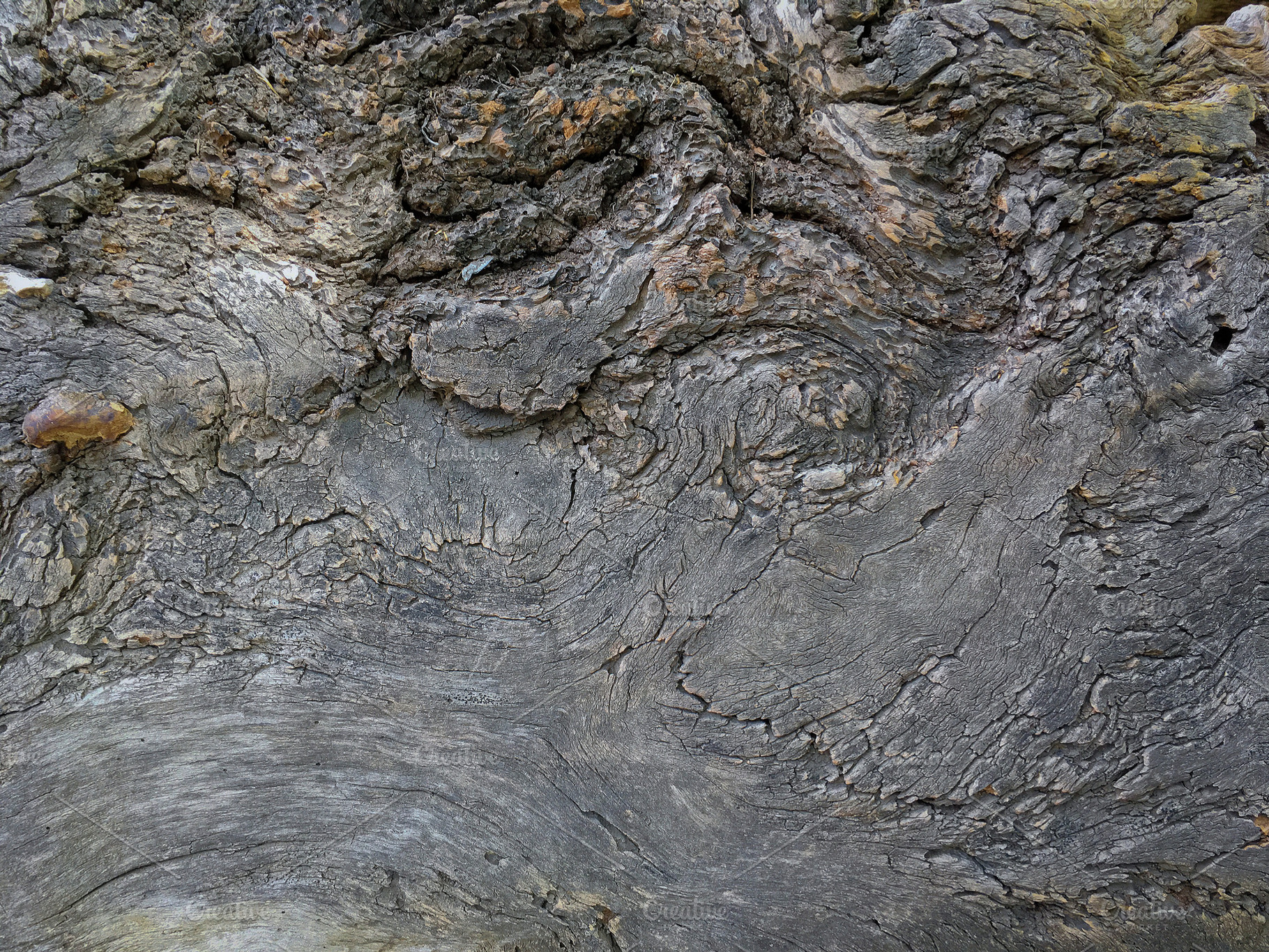 The texture of the old tree featuring tree, old, and texture, an Abstract Photo by SergeKa