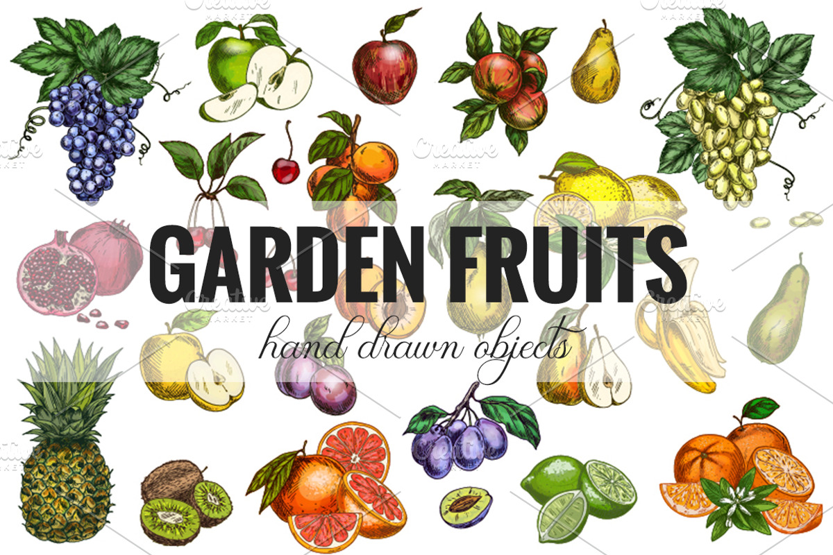 Garden Fruits, vector collection, a Food Illustration by JSolomatina (Photo 2 of 6)