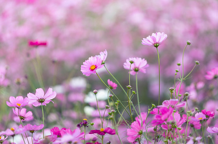 cosmos flowers field and copy space, a Nature Photo by Lady-Vintage
