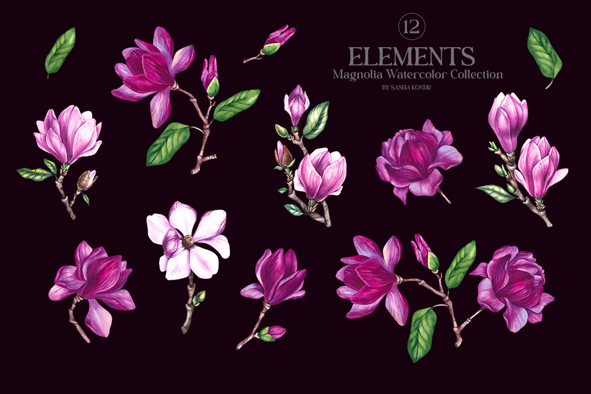 Magnolia PNG Watercolor Flowers, a Decorative Illustration by SashaKondr (Photo 13 of 13)