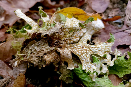 Close Up Lichen Moss Nature