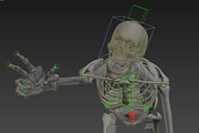 Human skeleton rigged, a Characters & Person 3D Model by konstantin.ermolaev (Thumbnail 27 of 27)