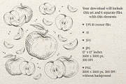 Apples. Sketches and patterns, an Illustration by Canatic (Thumbnail 2 of 17)