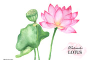 Watercolor lotus flower clipart, an Illustration by OlDm_Shop (Thumbnail 4 of 10)