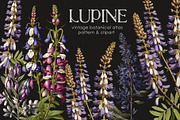 Lupine. Vintage botanical atlas, a Pattern Graphic by Antikva17 (Thumbnail 1 of 12)