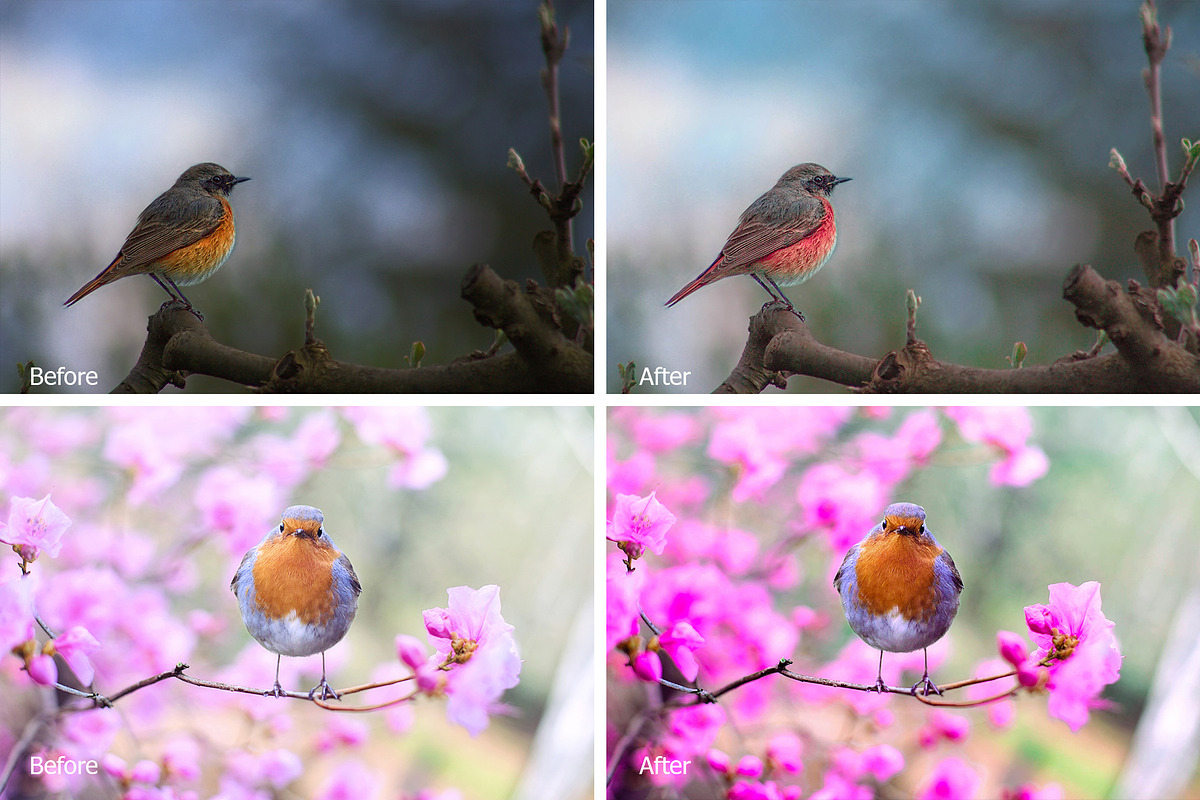 Birds Lr Presets, an Action Add-On by PandoraDreams (Photo 4 of 5)